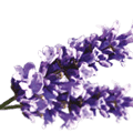 Airwick_Fragrances_1.5_Lavender_A.png